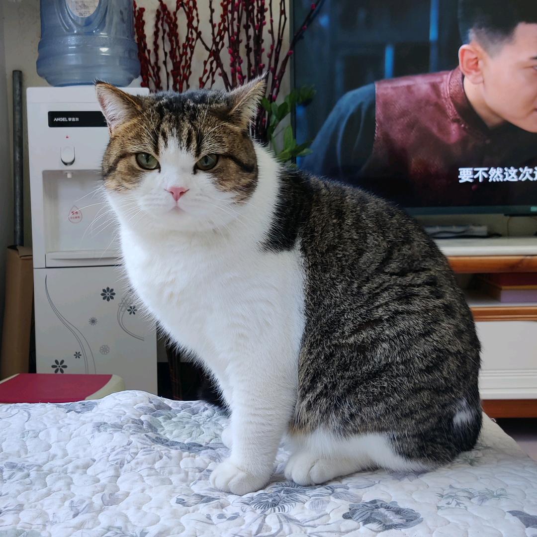 咪咪