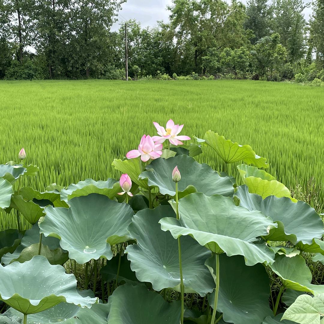 雨荷