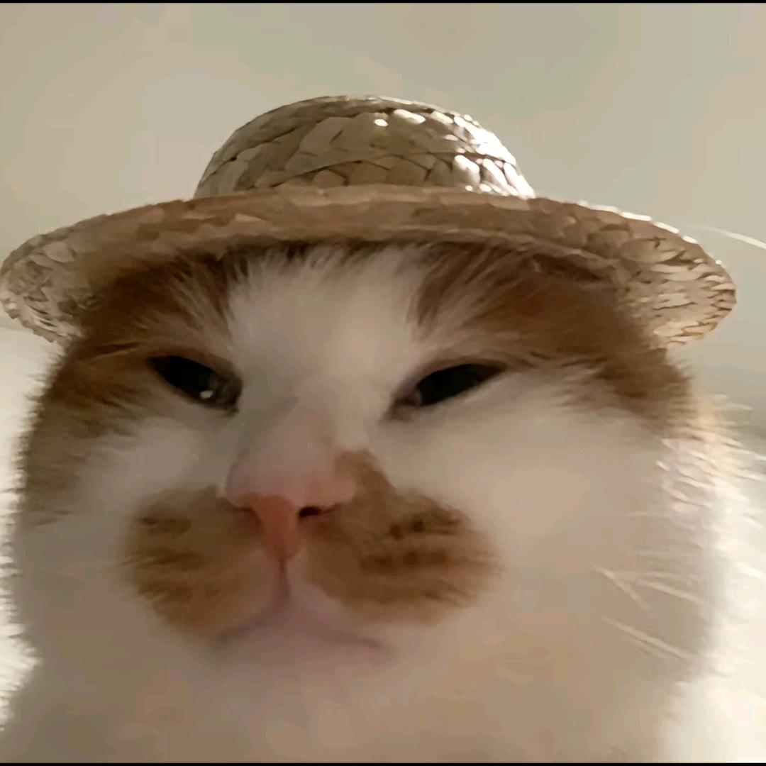 猫猫战士