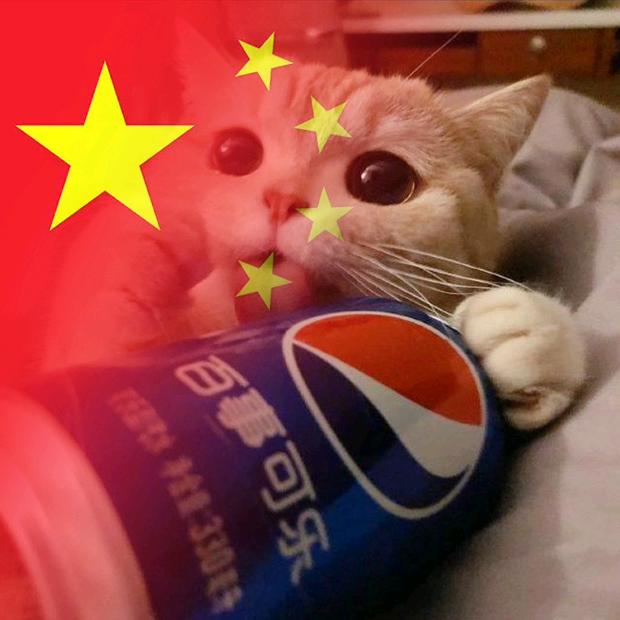 喝可乐，的猫