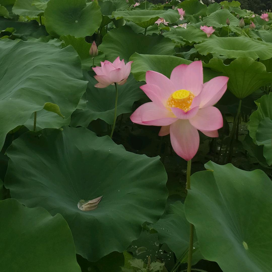 小说推文A