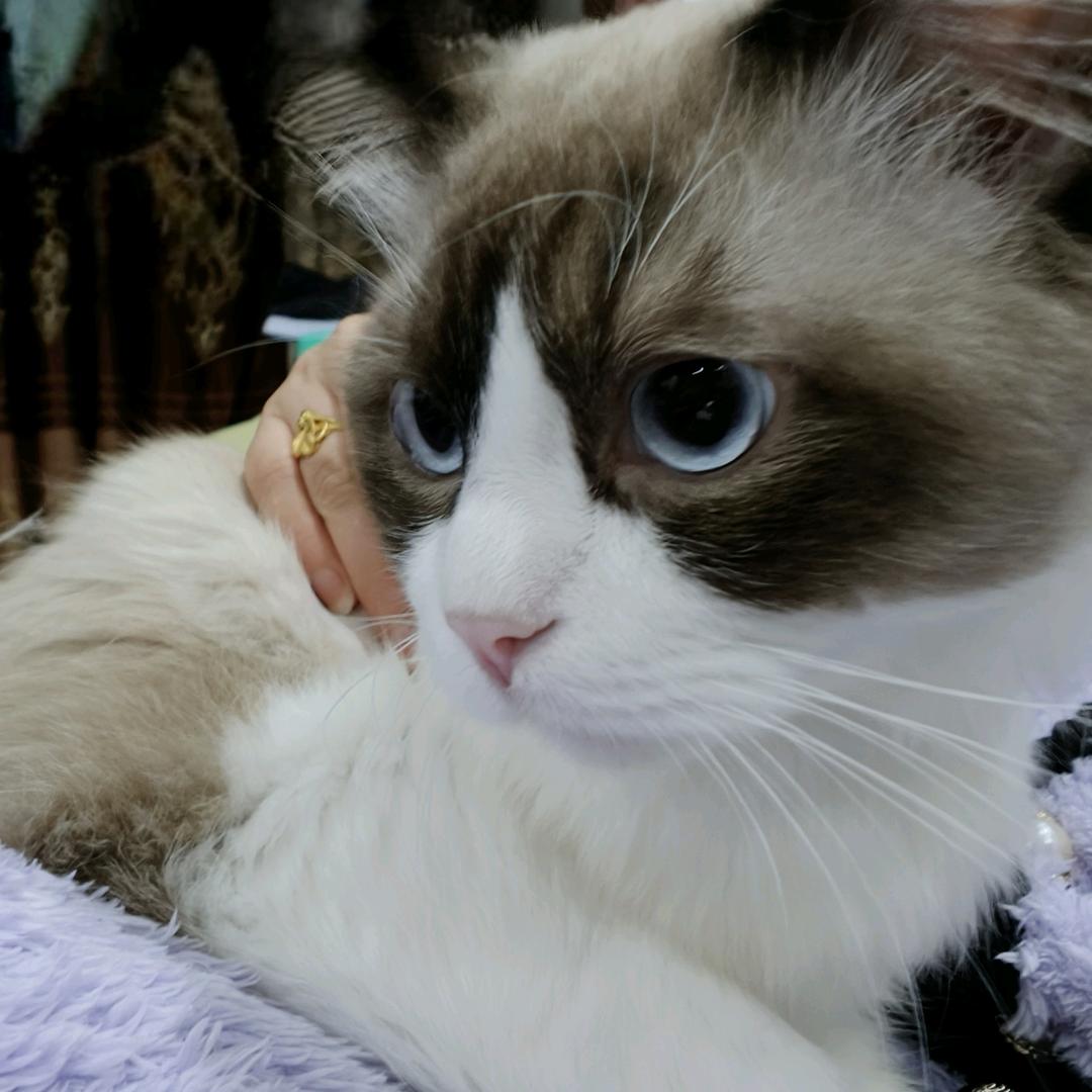 绝情燕兒