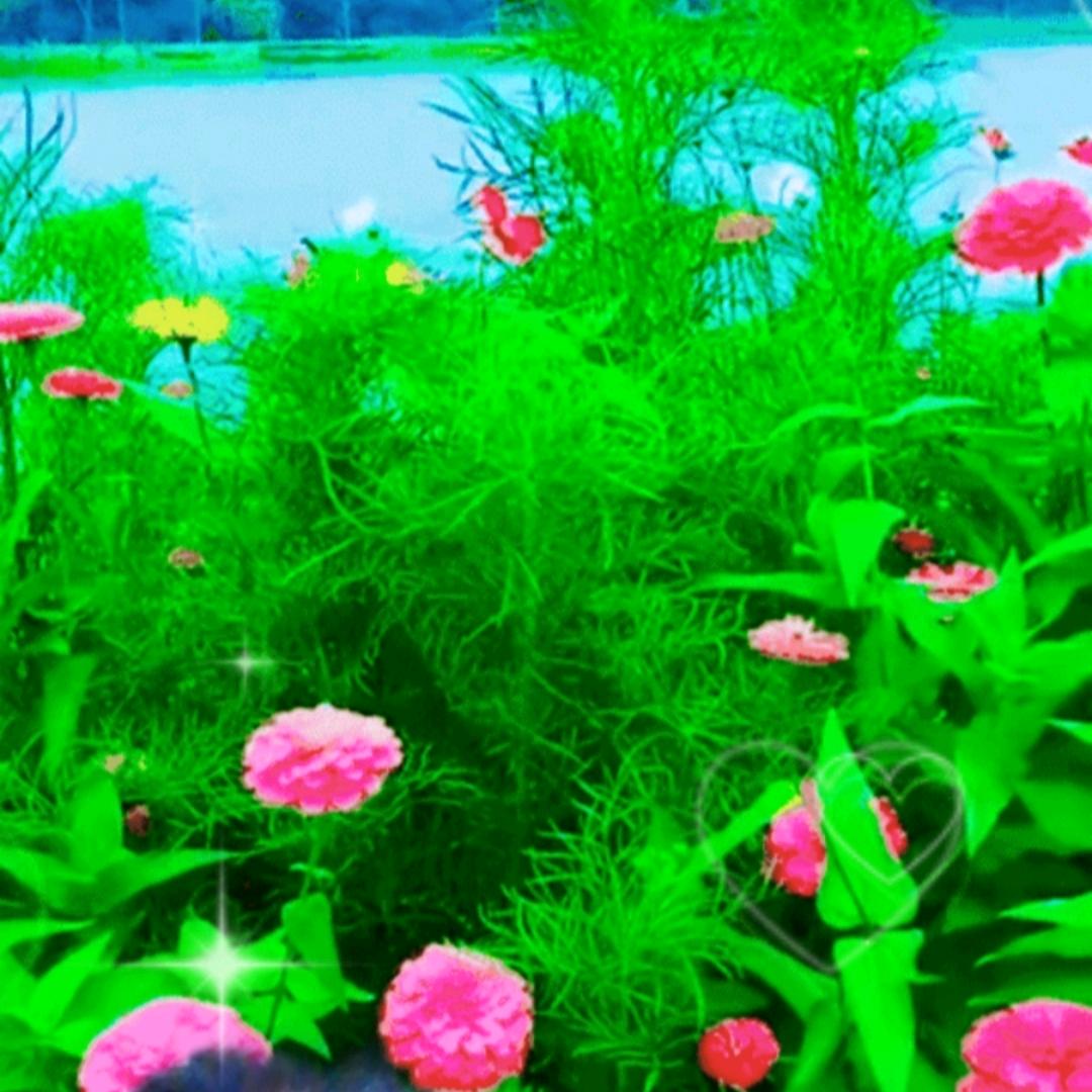 笑容花开