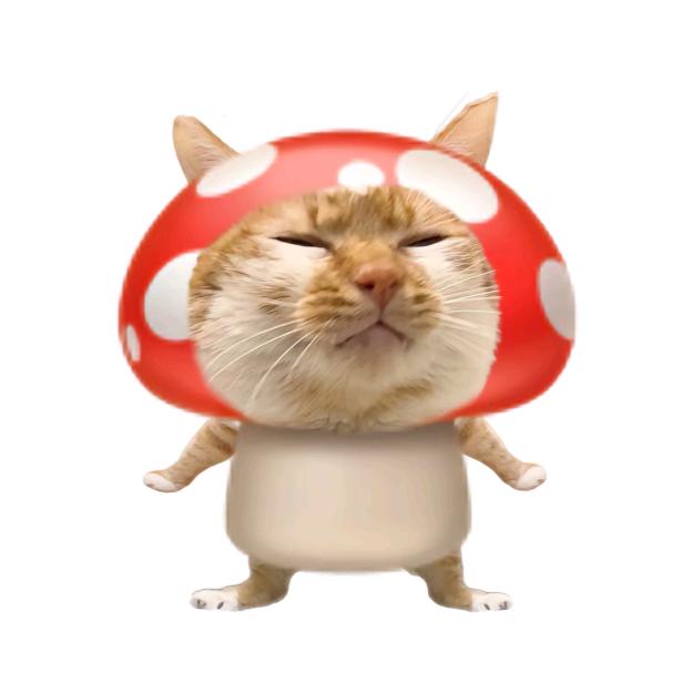 猫菇