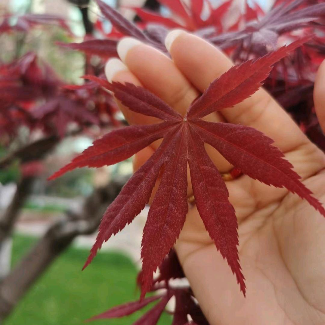 ও🕊ꦿꦼ宋张人民币꧔ꦿ࿐้