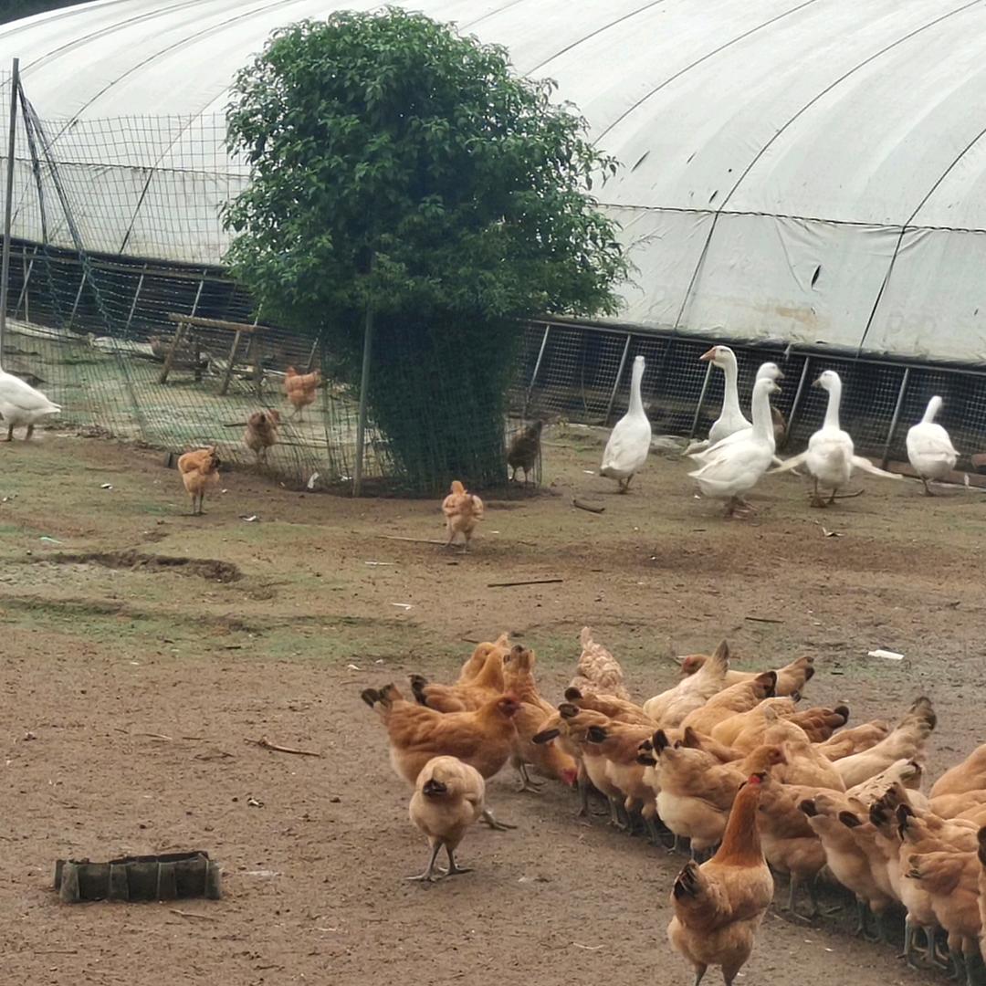 让吃鸡的人先富起来