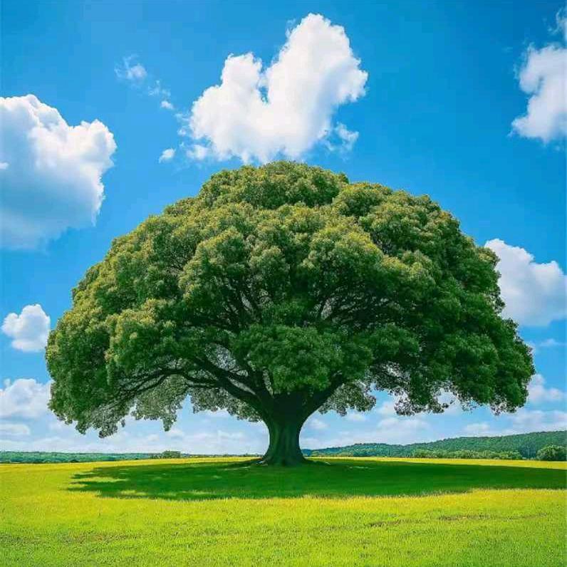 宸光户外加工厂