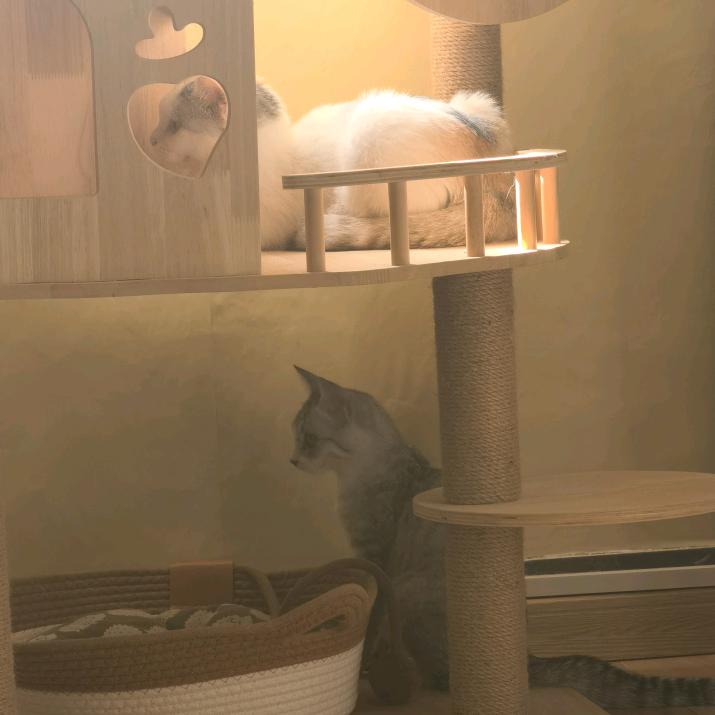 左拥招财🐱右抱七月