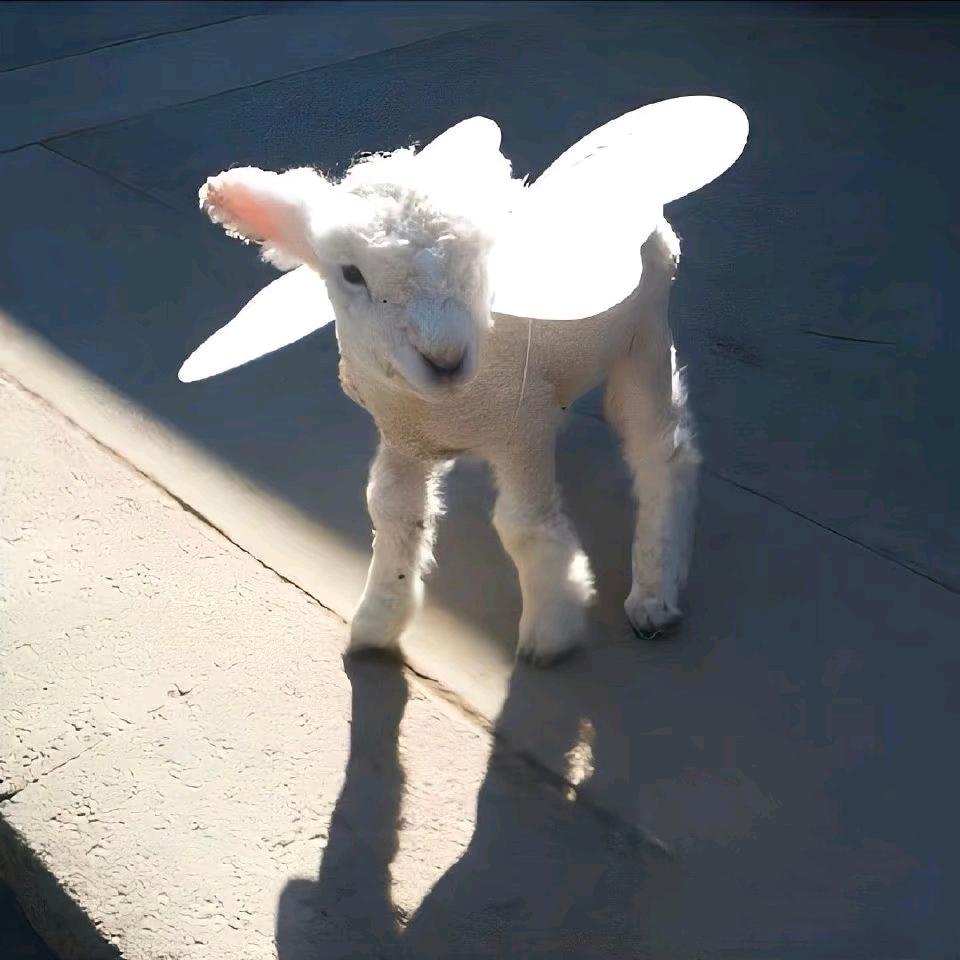 小🐑坐火车去找3石