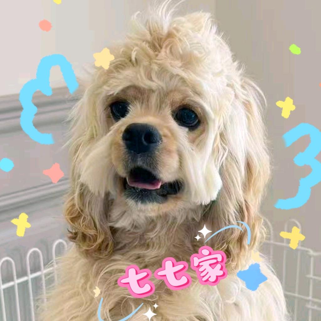 七七家美卡