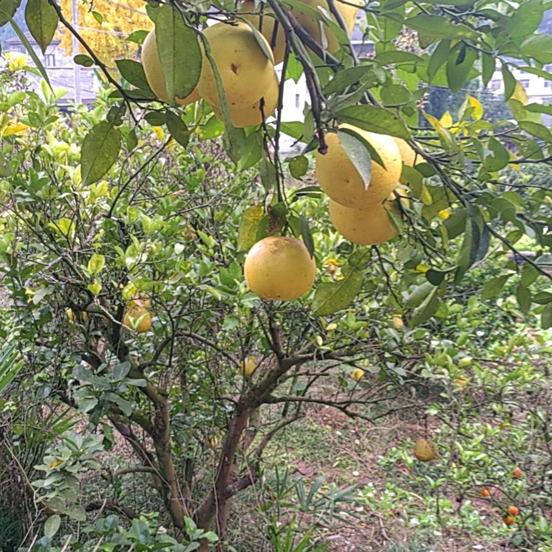 辉哥