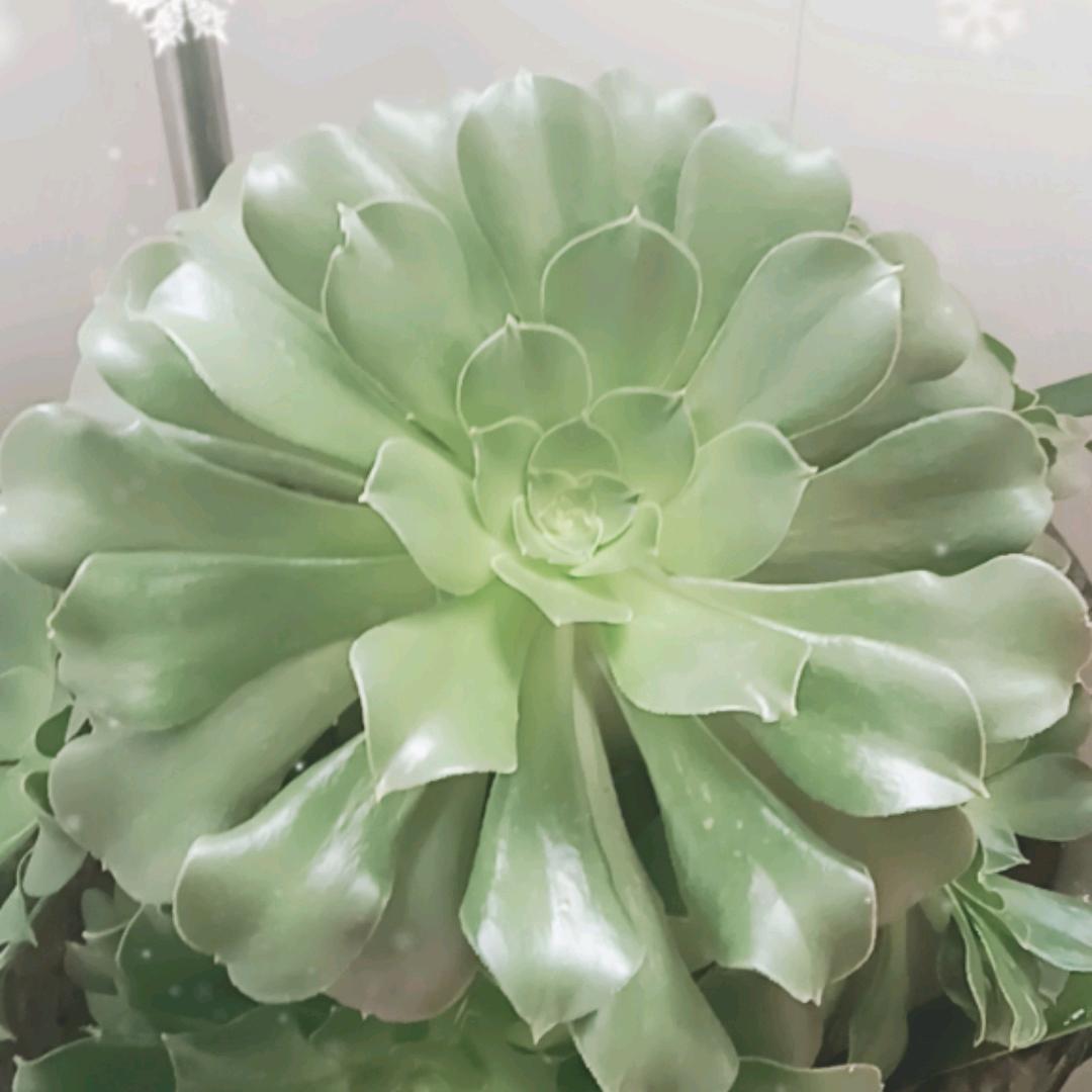 刘萍