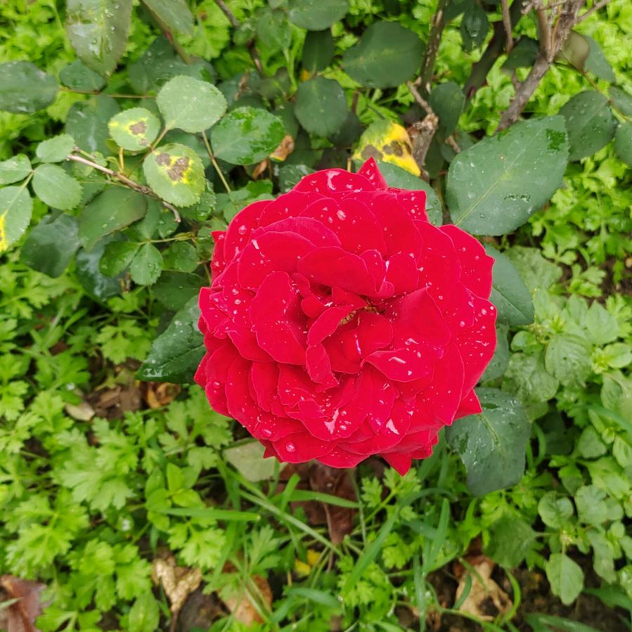 我是王姐：（专卖奥马冰箱）