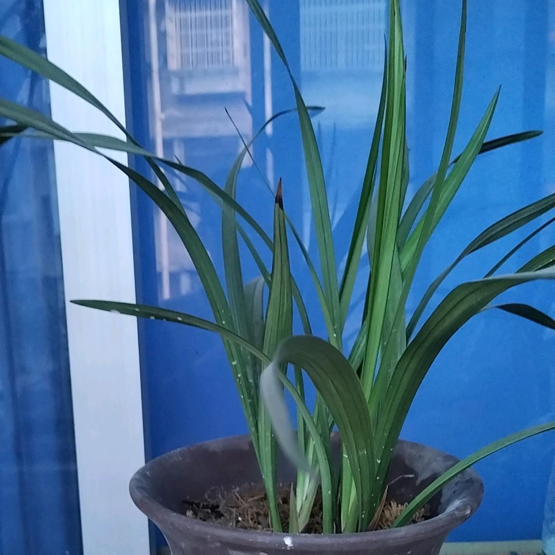 平安