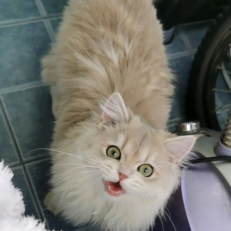 磊嫂