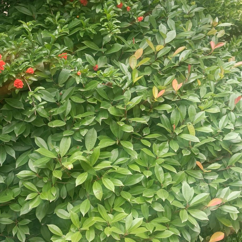 明天