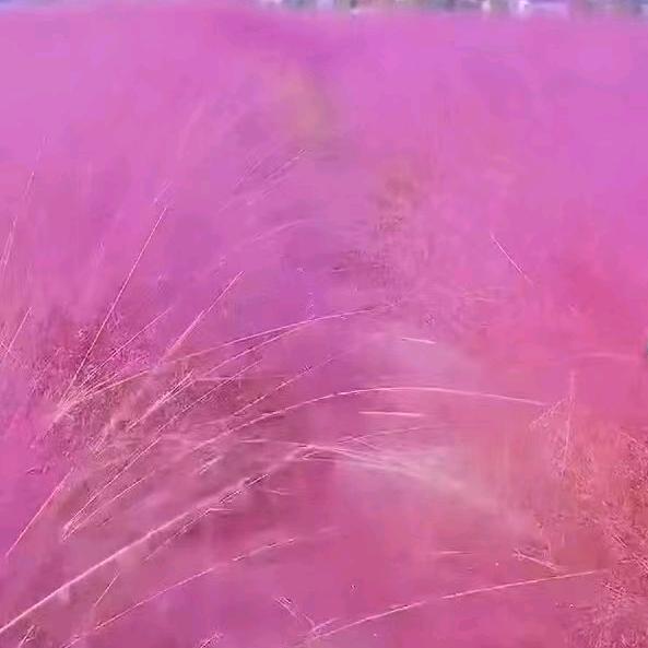 江西卢姐(晚9点)