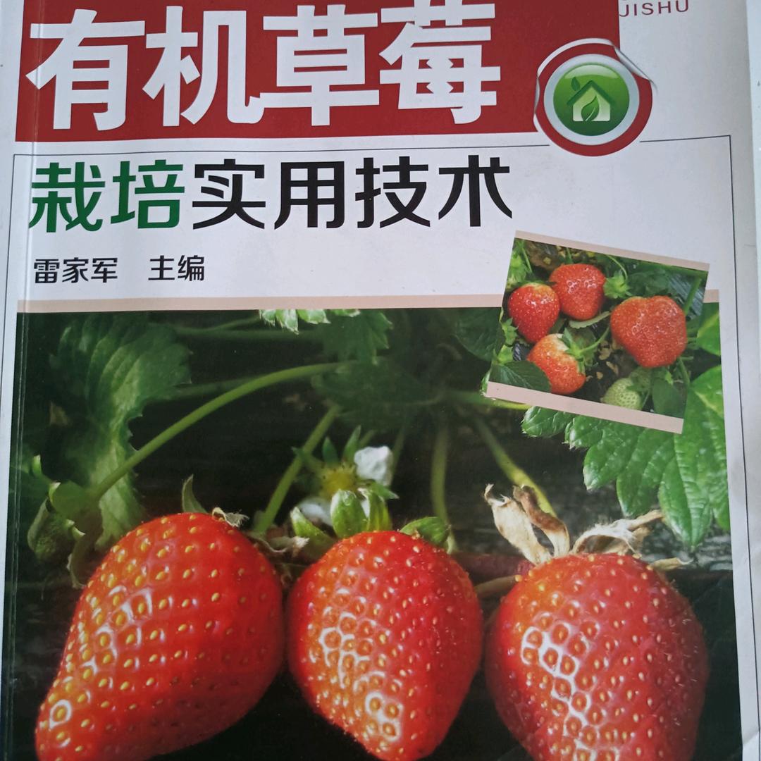 柴岗王军科奶油草莓采摘园