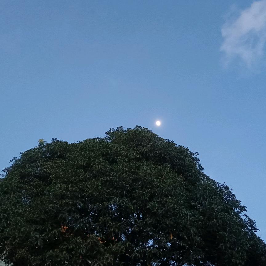 小龙☘️日记