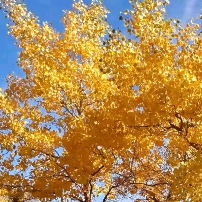 yuge