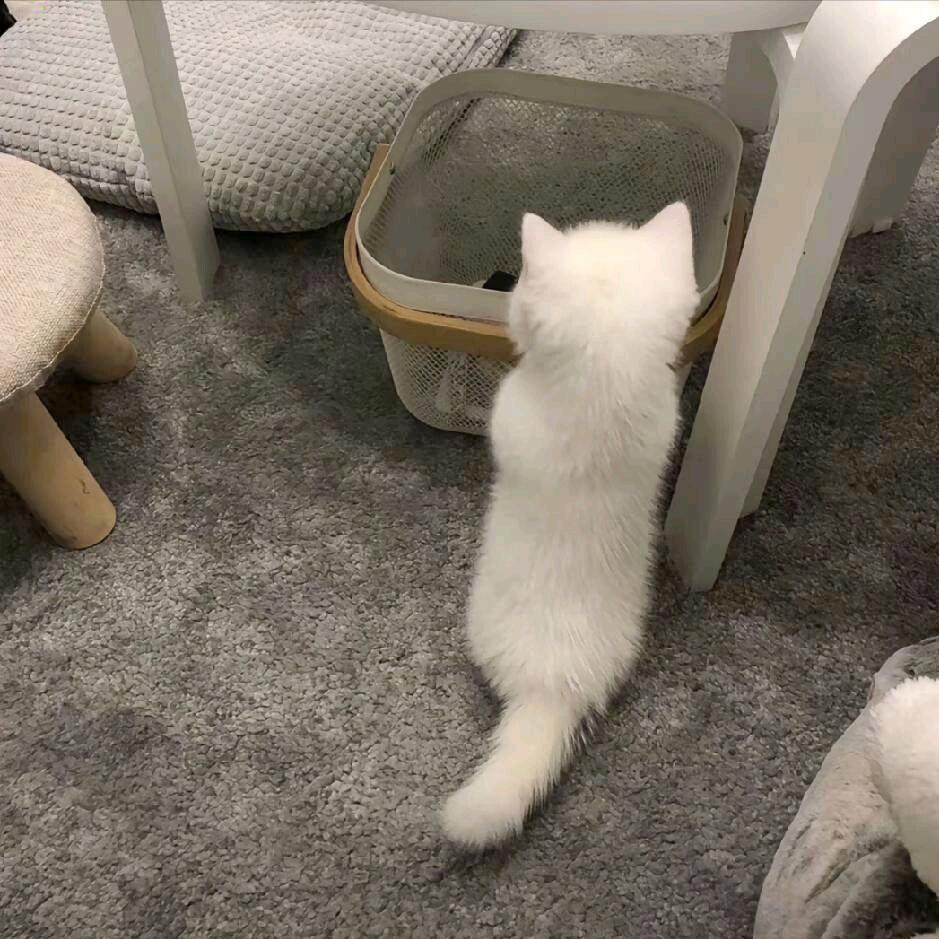 羊毛卷.