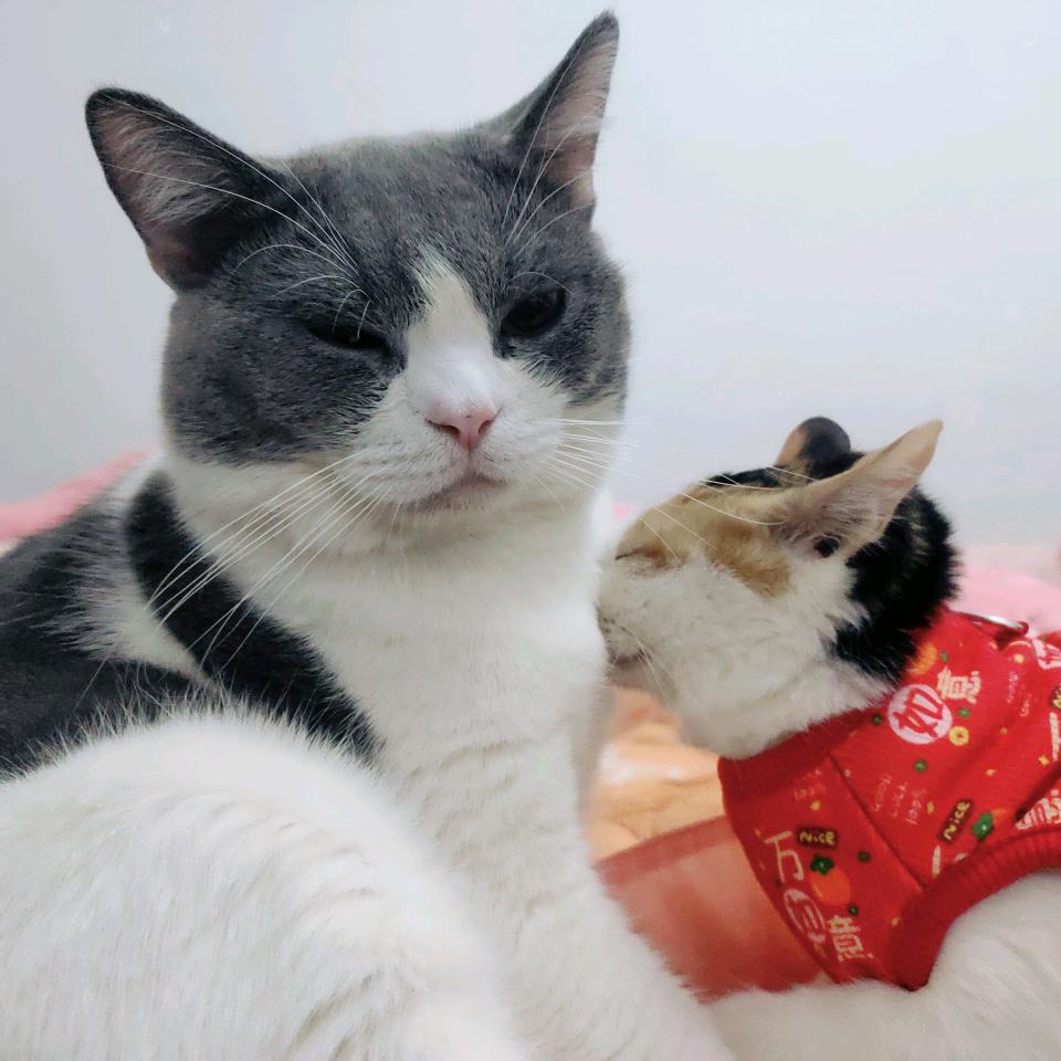 嘟嘟和曼妮🐱🐱