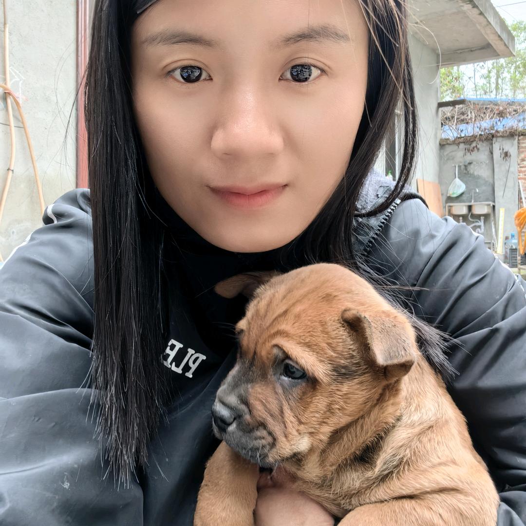 大山寻猎狗小敏