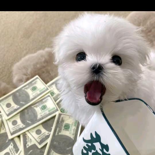 骑着蜗牛追蚂蚁。