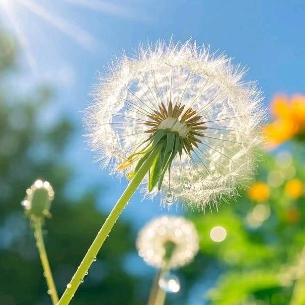 向日葵🌻