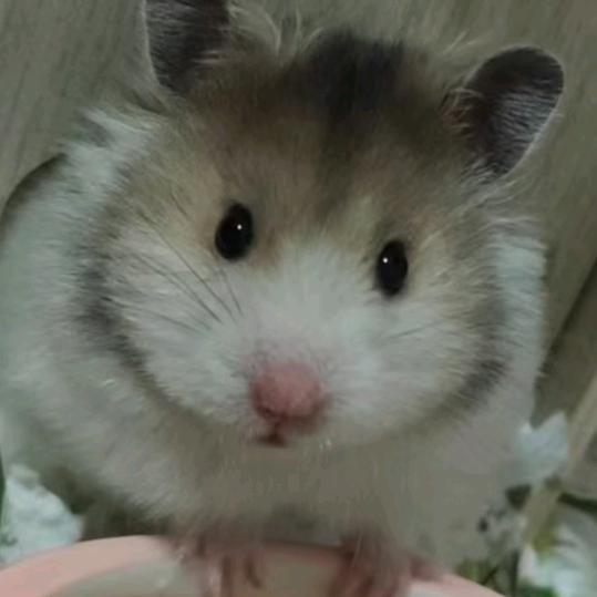 红枫山在逃牛牛大王