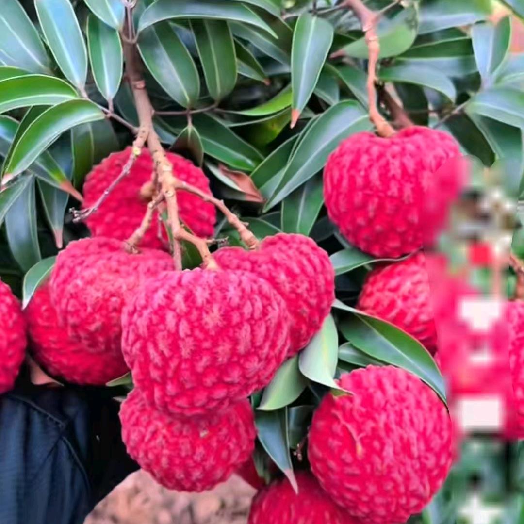 蜜企味新桂果树苗木专卖店