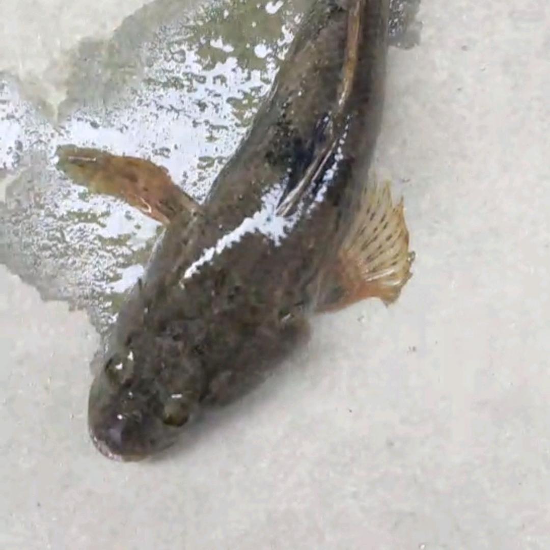 江苏淮安黄骨鱼沙塘鳢养殖基地