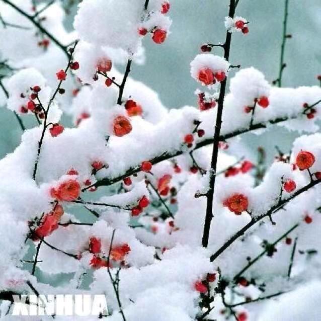 红梅