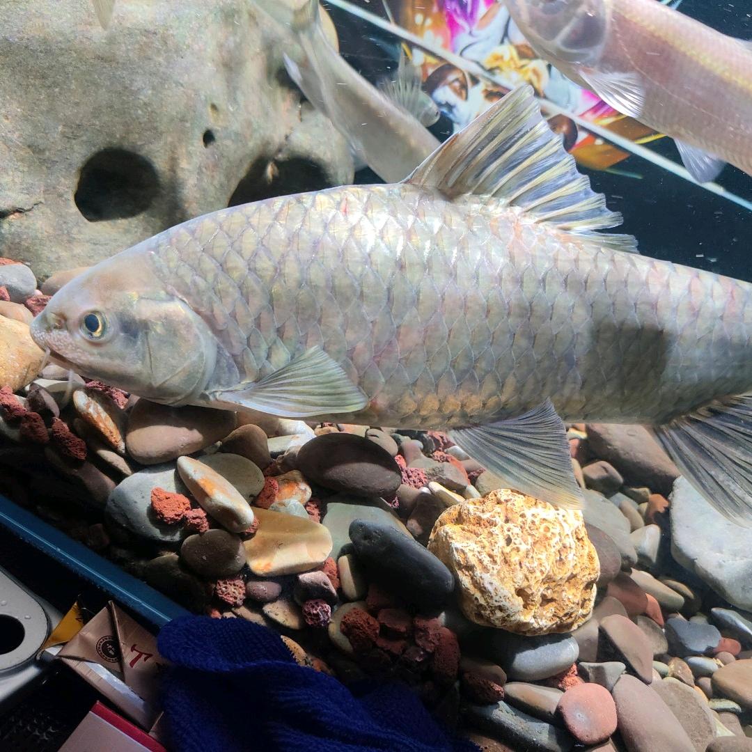 ♛♛*♥钓饵郎当♥