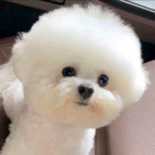 小宝