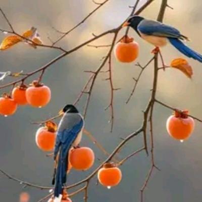 美金