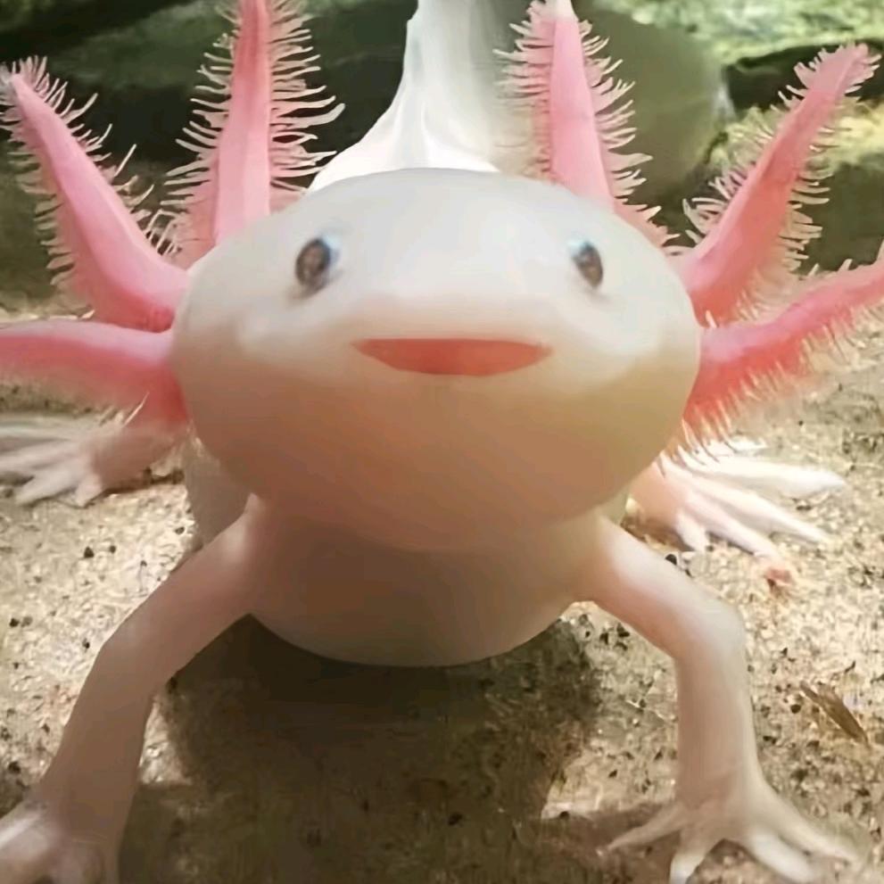 玉钧箐（阿鱼）