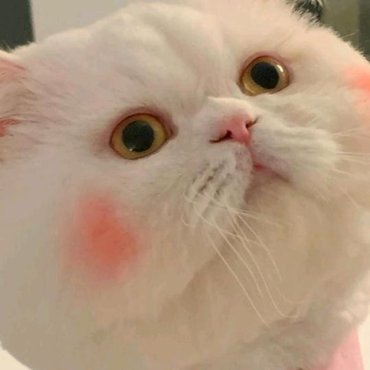 奶酪