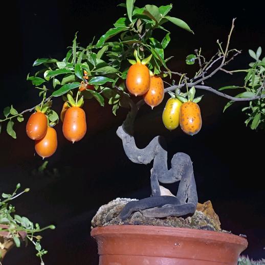 好酒ღ㞮孞᭄不见