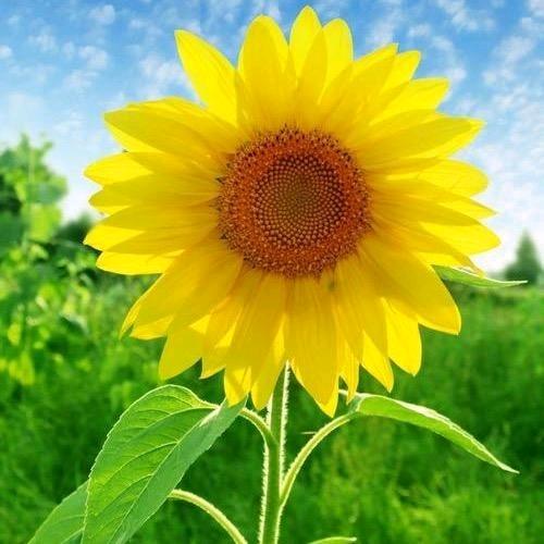 开心你我她（他）🌸
