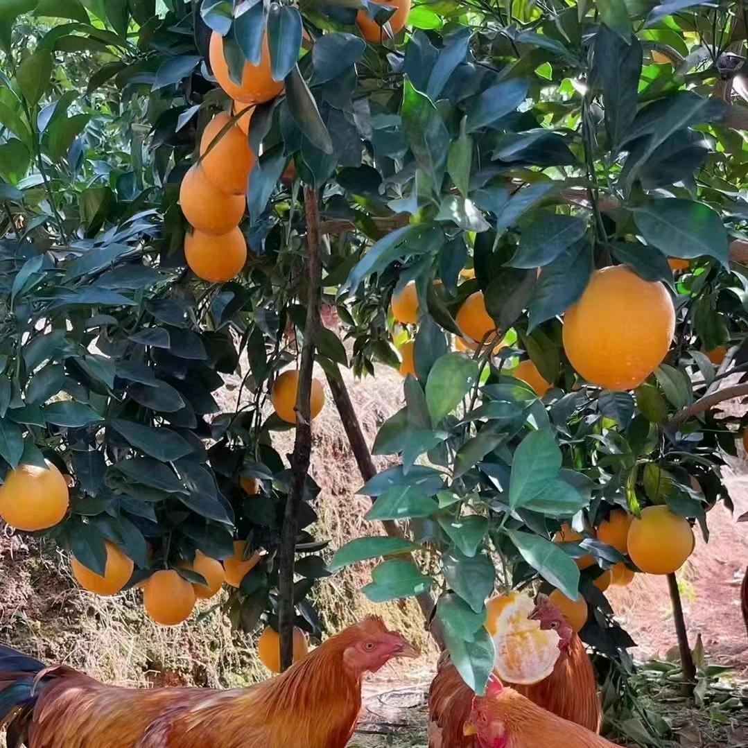 赣南脐橙🍊现摘现发(自家果园)