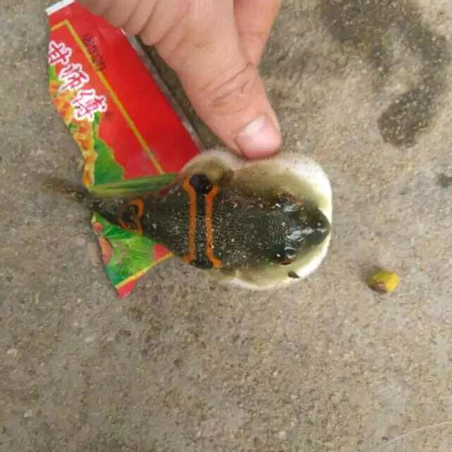 183马背上的男人