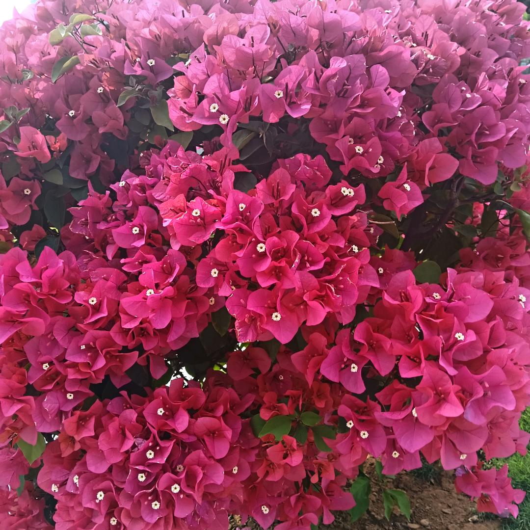 单亲妈妈，杨