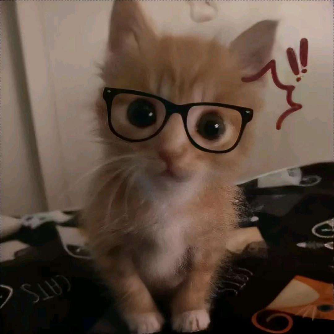 猫尾草