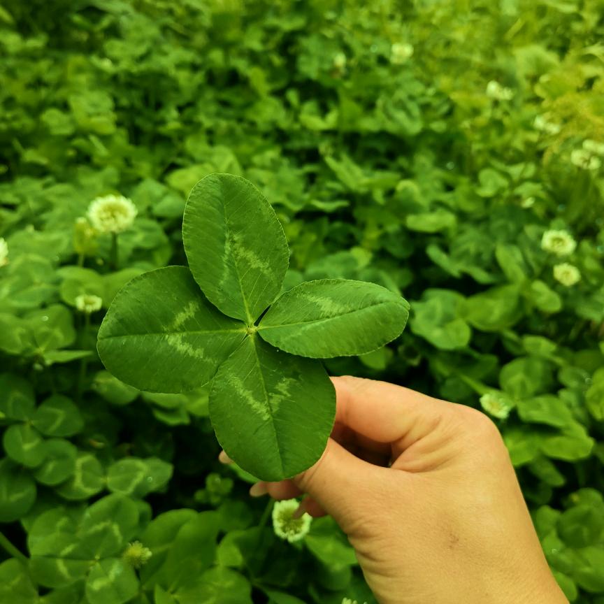 (｡･ω･｡)ﾉ♡陌上花开(*^ω^*)