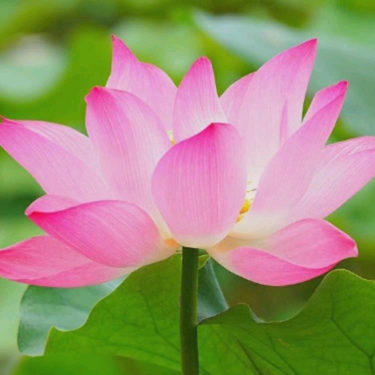 清莲生活日常