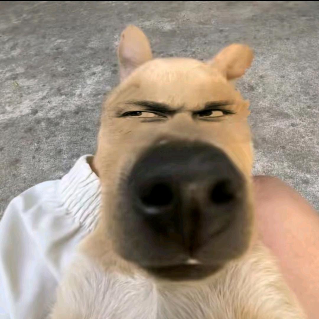 藏猫猫（三角洲行动）