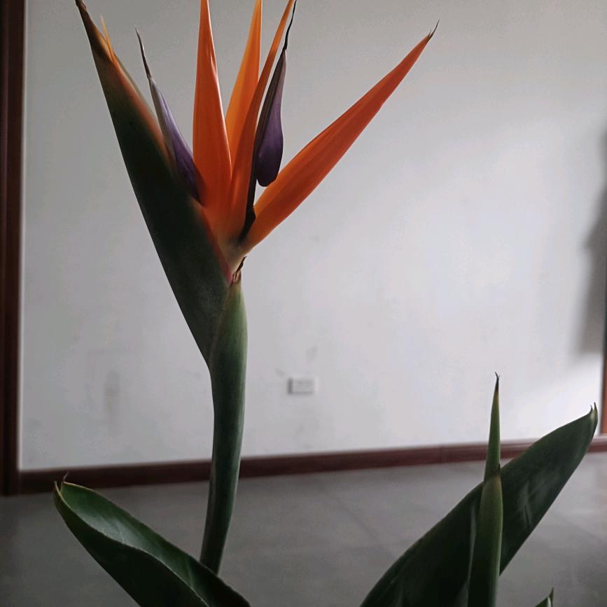 笑天