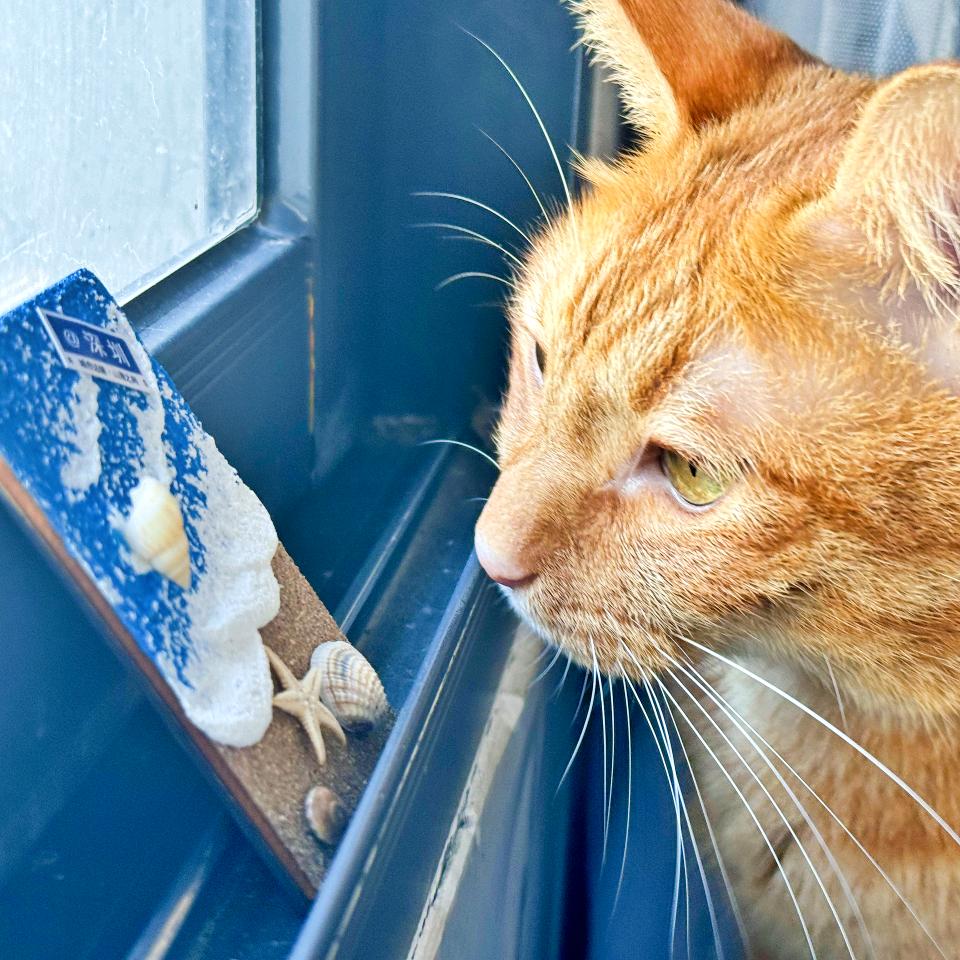 海上小岛一只猫