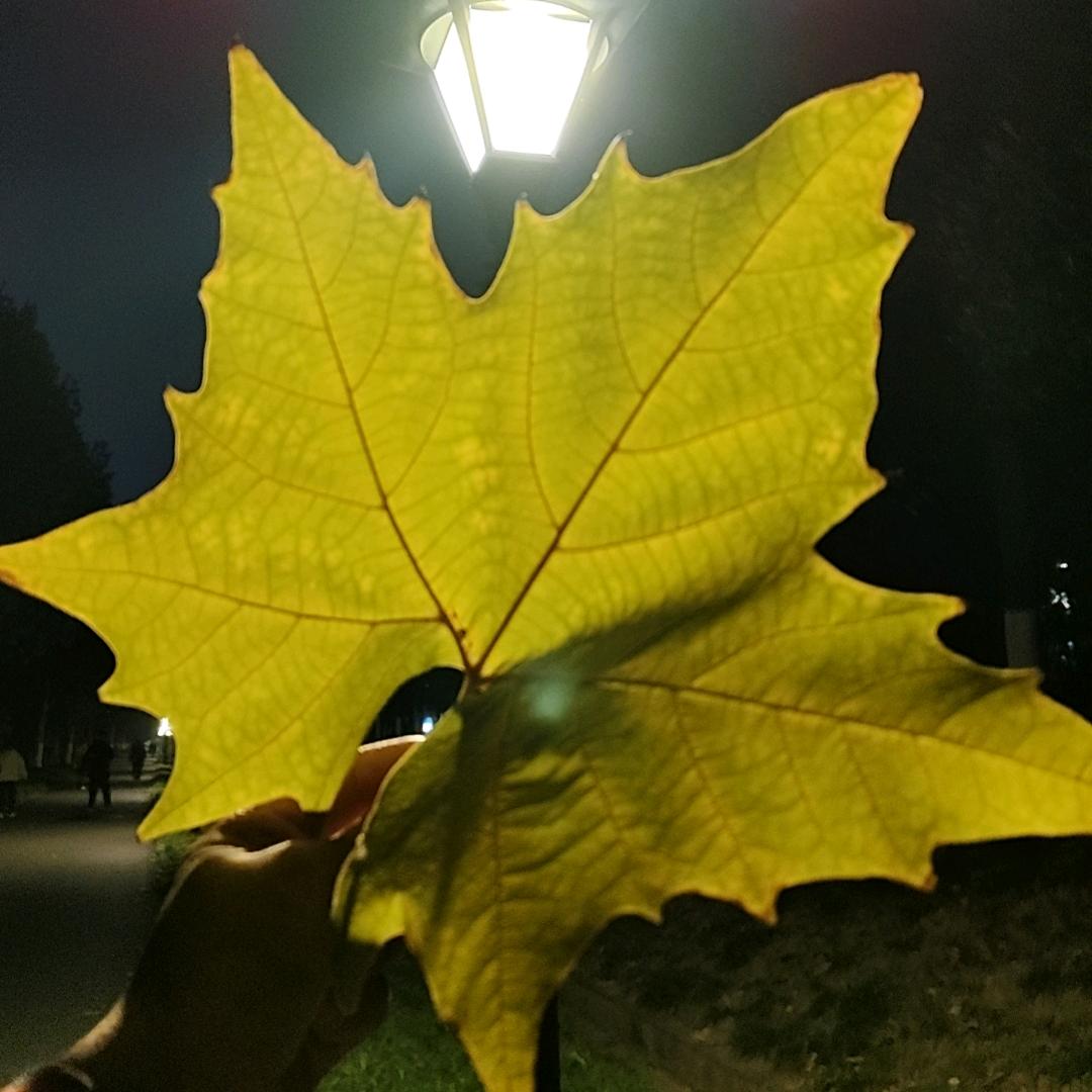 草莓🍓🍓🌹🌹